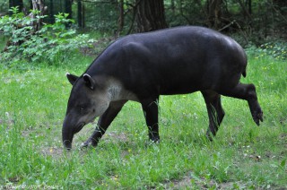 Costa Rica's Danta or Tapir